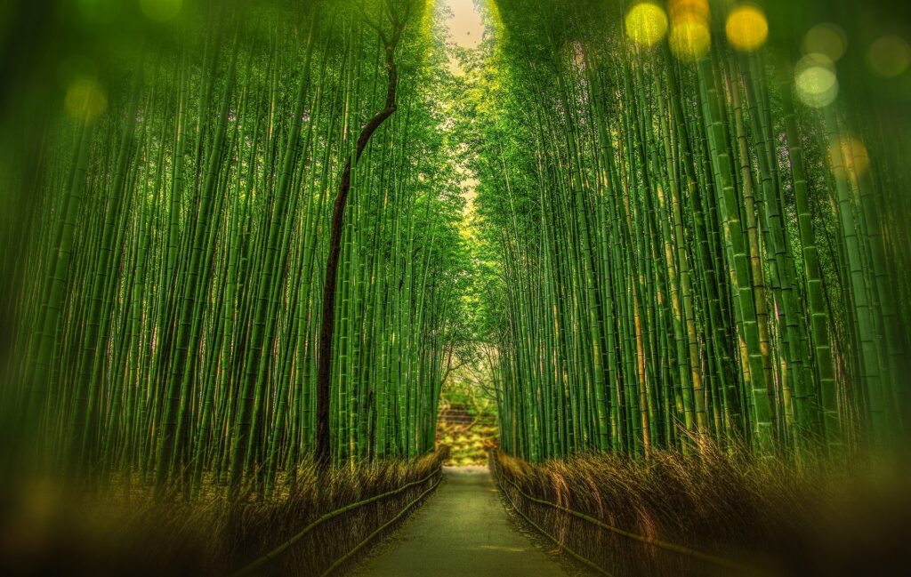 bambuswald